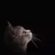 jsixhbzb