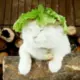 阳光