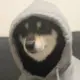 moli