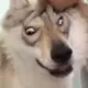 2333