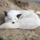 SLl