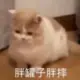 Big_pig的头像-投影工坊