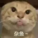 homo