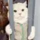 顾辞很忙