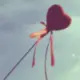 知更鸟爱好者