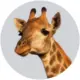 Evan