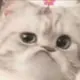 小白