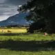 17521123064