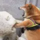 啊笨笨