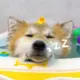 zrzzrzzrzzrzzrz
