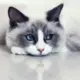 东 的头像