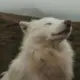 好