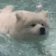 猪瘾邪神的头像-投影工坊