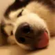 a1772865528