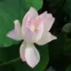 爱似风吹