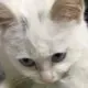 toki