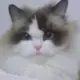 iqfdjas
