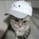 Ying_tao的头像-投影工坊