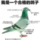 kldgz的头像-天机阁