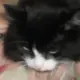鹅鹅鹅