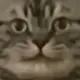 vkchjvv