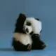 菠萝咔咔