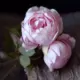 妮妮