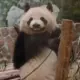 冒牌的绅士