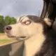 2990786675