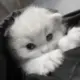 E00eb0f9470a9b47e