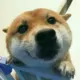 鸽子菌