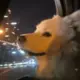 我路过的头像-投影工坊