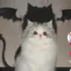 刘