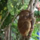 Tarsius_banana的头像-投影工坊