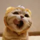 阿丁