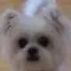 模拟经营