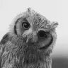 owl-joe