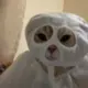 沐辰