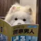 gmfd的头像-投影工坊