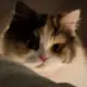 chtholly