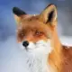 foxzzz的头像-天机阁