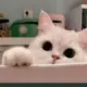 爱emo的奕某的头像-投影工坊