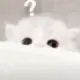 风度。