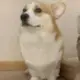 番茄