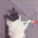 彪哥
