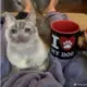 tudou111