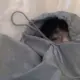 号