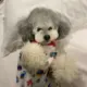 白戈