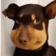 dajibaaikan