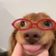 苏醒